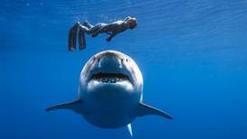Mujer casi es devorada por un tiburón mientras disfrutaba un día de playa: logra escapar de milagro