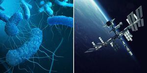 Bactéria em mutação no espaço pode representar uma séria ameaça