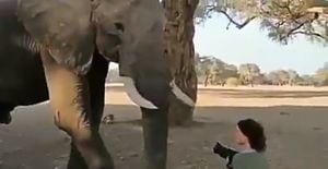 VÍDEO: Elefante fica cara a cara com fotógrafa e defende seu espaço com gesto curioso