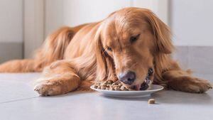 FDA vincula 16 marcas de comida para perros con problemas del corazón