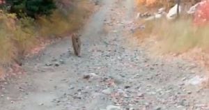 Vídeo mostra puma perseguindo alpinista por mais de 6 minutos