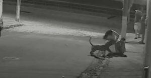 VÍDEO: Menino sai caminhando após ser atacado por cão pitbull na Bahia