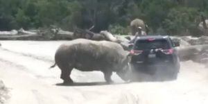 Vídeo: Rinoceronte ataca veículo e turistas vivem momentos de terror