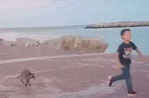 Vídeo registra menino fugindo desesperadamente de guaxinim que queria seu lanche; assista