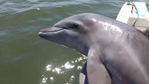 ¡Conmovedor rescate! Delfín es liberado de redes de pesca en Guayas