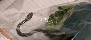 VÍDEO: Casal encontra cobra venenosa em alface que comprou no supermercado