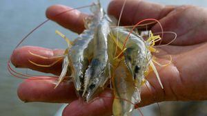 China suspende importación de camarón por supuesto rastro de coronavirus