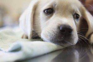 Los perros pueden contraer el coronavirus canino ¿es igual al de Wuhan?