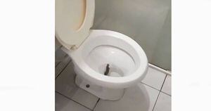 Vídeo: Rapaz filma cobra saindo do vaso sanitário
