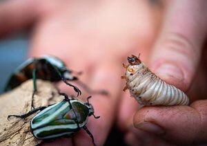 Científicos predicen "consecuencias catastróficas": caída en picada de la población de insectos en el mundo amenaza con un colapso de la naturaleza