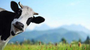 Científicos rusos clonaron una vaca y editando sus genes quieren eliminar de su leche la proteína que causa la intolerancia a la lactosa