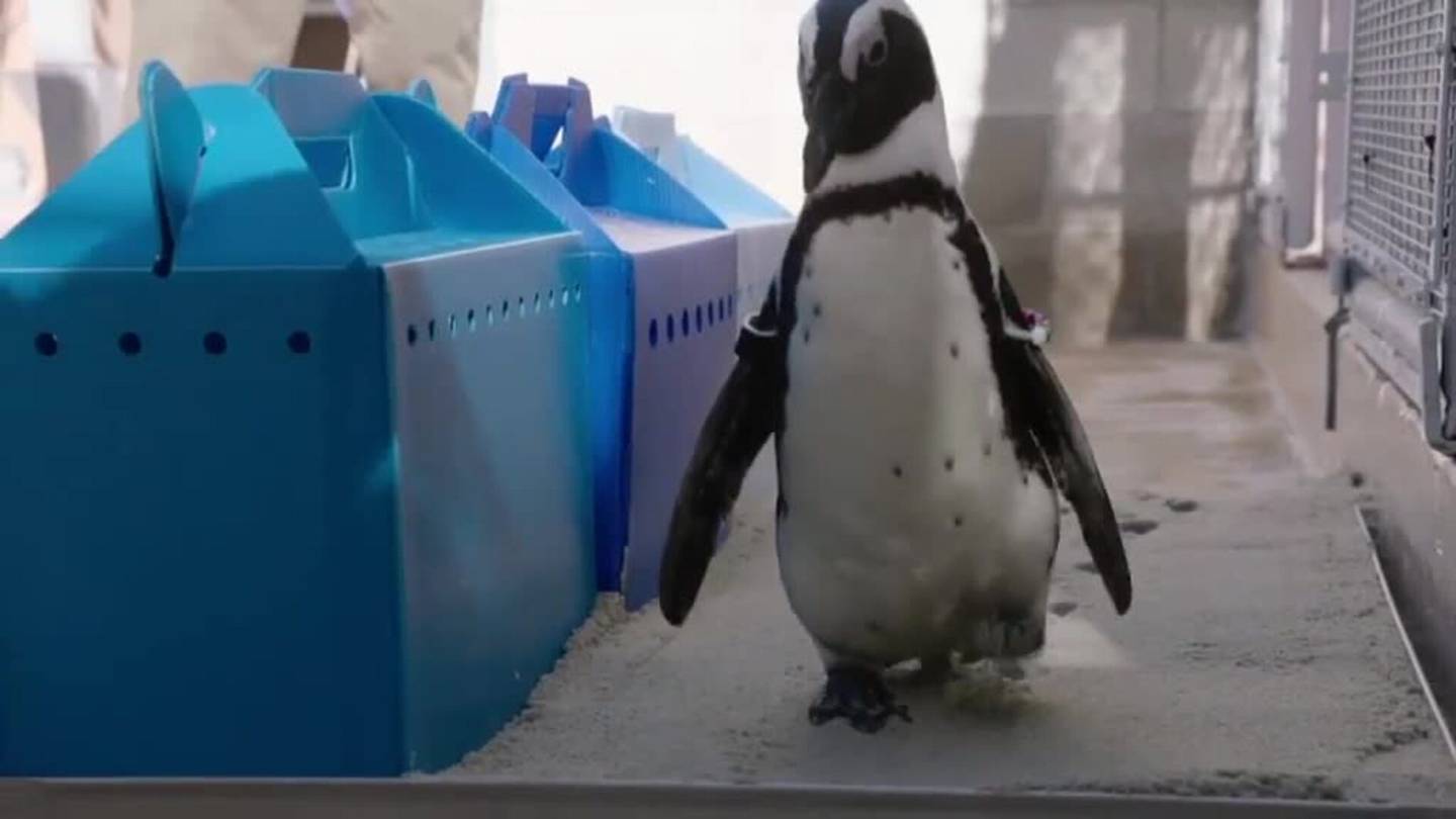 Lucas, el pingüino que luce feliz sus nuevos zapatos ortopédicos.
