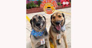 Cães de rua são adotados e viram recepcionistas de restaurante