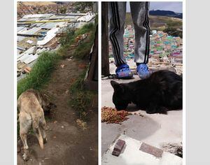 Preocupación por animales abandonados tras reubicaciones en Ciudad Bolívar