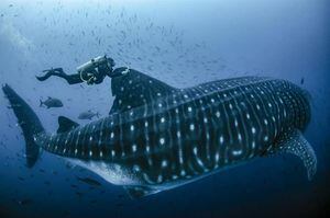 Marcan a diez tiburones ballena en Galápagos para seguirles el rastro