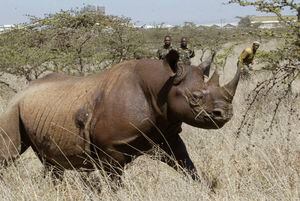 Kenia: mueren 8 rinocerontes en intento de traslado
