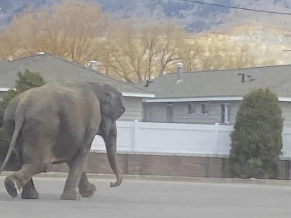 Un elefante aterroriza una ciudad en Montana tras escapar del circo