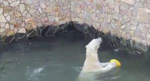 Captan a osa polar jugando voleibol en zoológico ruso