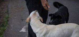 Mujer mataba perros, gatos y palomas y luego vendía la carne