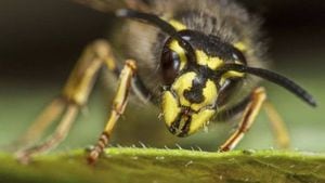 ¿Por qué odiamos a las avispas y amamos a las abejas?