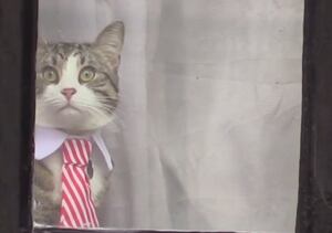 El gato de Julian Assange se puso corbata para el interrogatorio