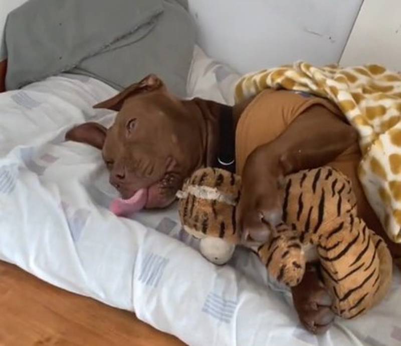 Pitbull Eros duerme con su peluche