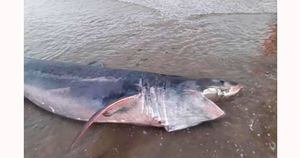 Tubarão de 5 metros encalha na costa da Inglaterra