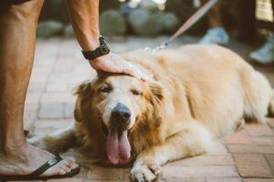 Urbanimal habilita programación de citas para esterilización gratis de perros y gatos ¿Cómo agendar?