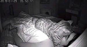 Homem descobre que problema respiratório durante o sono era na verdade o gato dormindo em seu rosto