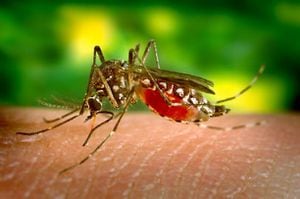 Científicos desarrollan un sistema para detectar el dengue que es compatible con teléfonos inteligentes
