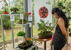 Prográmese para la exposición de Bonsái del Jardín Botánico de Bogotá