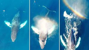 Vídeo em alto mar registra mergulho de baleia gigante