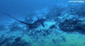 Vídeo impressionante registra 'encontro raro' de mergulhador com tubarão em alto mar