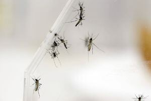 Revelan que infección del zika puede controlar el dengue