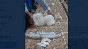 “Narcogato”: Sorprenden a felino intentando pasar droga a una cárcel