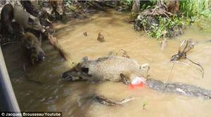 Ataque de crocodilo: vídeo mostra a luta desesperada de um porco pela vida