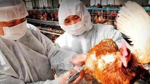 China anuncia brote de gripe aviar en zona cerca a Wuhan, foco de coronavirus