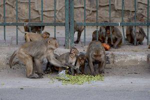 Monos roban muestras de sangre tomadas para detectar Covid-19