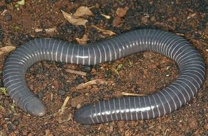 Fauna tropical: biólogos descubren colmillos venenosos en "gusanos" gigantes conocidos como cecilias