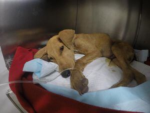 Impacto en Arica: perro de seis meses muere tras ser agredido sexualmente