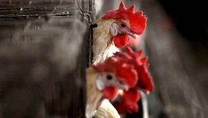 Detectan en China primer contagio de gripe aviar H10N3 en humanos