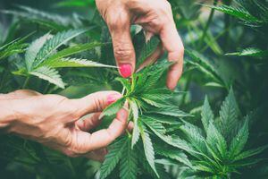 Trasciende en vista pública supuesto conflicto de interés entre miembros de la Junta de Cannabis Medicinal