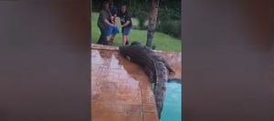 ‘Quem vai me tirar?’: Crocodilo luta brutalmente com resgatadores após invadir piscina; assista