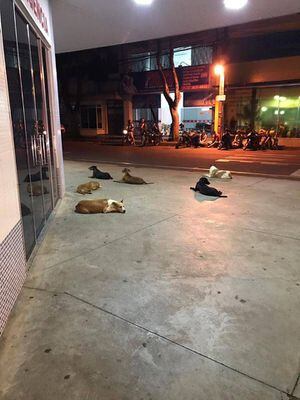 Cachorros esperam na porta de hospital por morador de rua internado