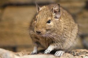 "Es aún más triste": revelan nuevos detalles que aumenta la indignación tras "liberación" de ratones por animalistas