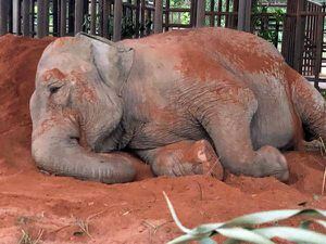 Una elefante viajó a su nuevo hogar en medio de la pandemia