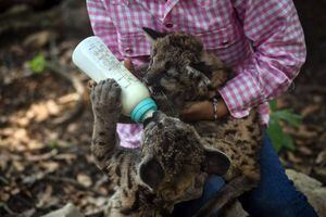 VIDEO. "Pandemia" y "Cuarentena", dos pumas que nacieron en zoológico de México