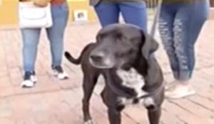 VIDEO: despiadado hombre abandona a su perrito en Bogotá