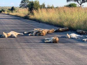 Manada de leones descansando en plena vía debido a la cuarentena