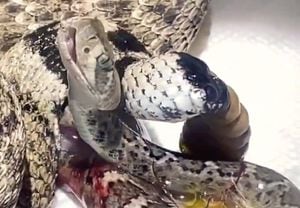 Vídeo surpreendente mostra cobra cascavel nascendo e respirando pela primeira vez